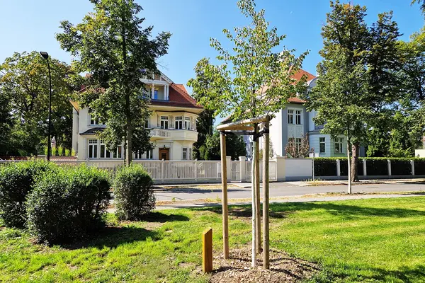 Eine Winterlinde nahe der Raschwitzer Straße